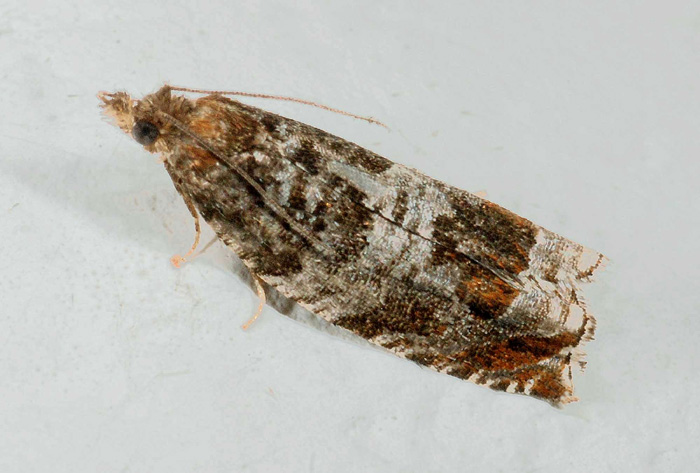 Tortricidae N� 73: Ancylis achatana